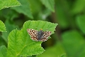 grizzled skipper butterfly-3